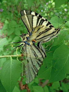 swallowtail-343307_1280